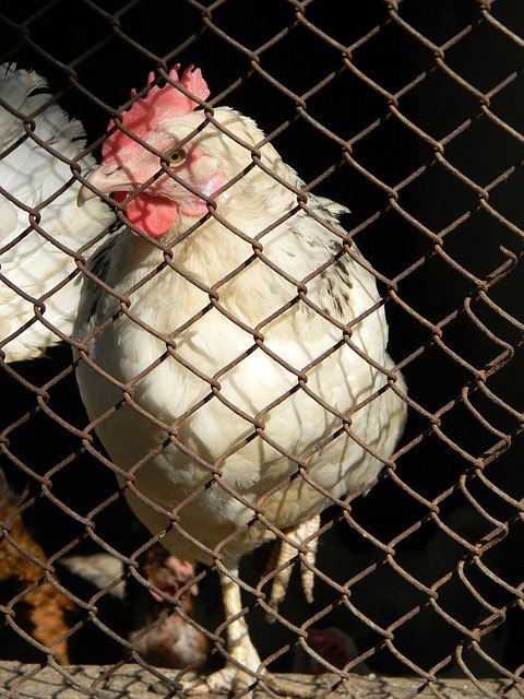 球队的战术 球队的战术